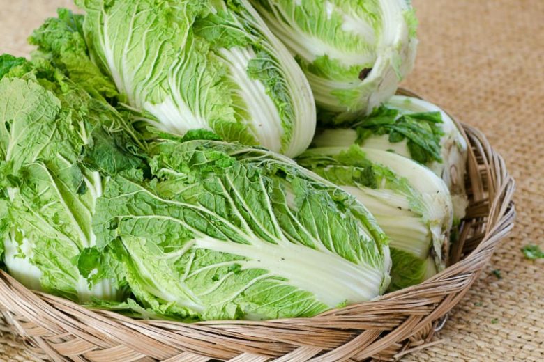 Brassica rapa Pekinensis, Chinese Cabbage, Bok Choy, Celery Cabbage, Chinese Cabbage, Napa Cabbage, Peking Cabbage