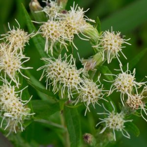 Brickellia eupatorioides, False Boneset, White Flowers
