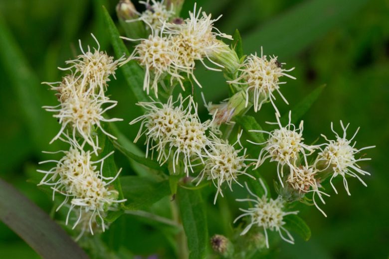 Brickellia eupatorioides, False Boneset, White Flowers