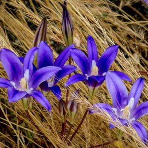 Brodiaea elegans, Harvest Brodiaea, Elegant Cluster-Lily, Elegant Clusterlily, Spring Bulbs, Spring Flowers, Blue Flowers, Purple Flowers