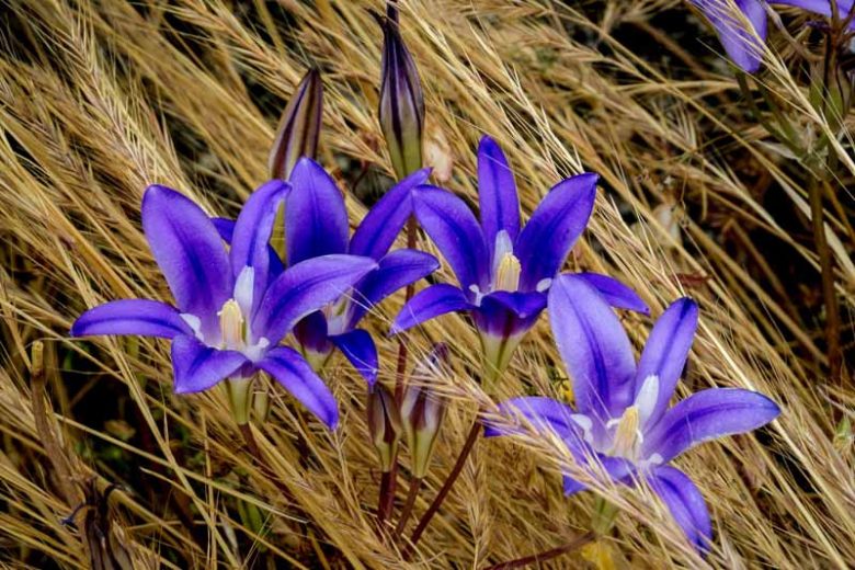 Brodiaea elegans, Harvest Brodiaea, Elegant Cluster-Lily, Elegant Clusterlily, Spring Bulbs, Spring Flowers, Blue Flowers, Purple Flowers
