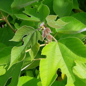 Broussonetia papyrifera, Paper Mulberry, Kapa, Wauke, Morus papyfera, Tree with fall color, Fall color, Attractive bark Tree