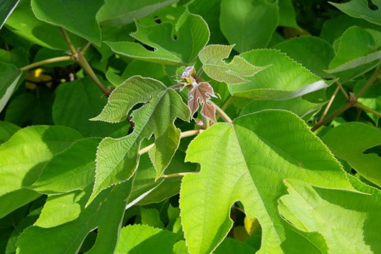 Broussonetia papyrifera, Paper Mulberry, Kapa, Wauke, Morus papyfera, Tree with fall color, Fall color, Attractive bark Tree