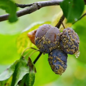 Brown Rot, Identify Brown Rot, Brown Rot Symptoms, Prevent Brown Rot, Treat Brown Rot
