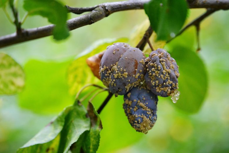 Brown Rot, Identify Brown Rot, Brown Rot Symptoms, Prevent Brown Rot, Treat Brown Rot