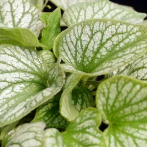 Brunnera Silver Charm, Siberian Bugloss 'Silver Charm', Heartleaf Brunnera 'Silver Charm', False Forget-Me-Not 'Silver Charm', blue flowers, spring flowers