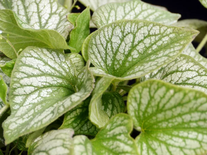 Brunnera Silver Charm, Siberian Bugloss 'Silver Charm', Heartleaf Brunnera 'Silver Charm', False Forget-Me-Not 'Silver Charm', blue flowers, spring flowers