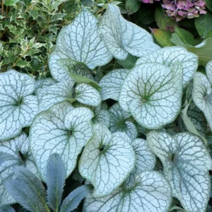 Brunnera Alexander's Great, Brunnera macrophylla 'Alexander's Great', Siberian Bugloss 'Alexander's Great', Heartleaf Brunnera 'Alexander's Great', False Forget-Me-Not 'Alexander's Great', blue flowers, spring flowers