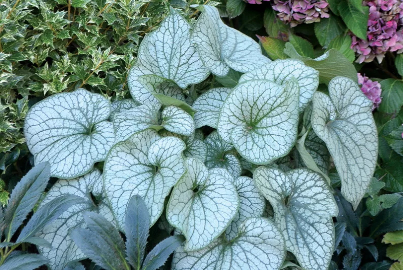 Brunnera Alexander's Great, Brunnera macrophylla 'Alexander's Great', Siberian Bugloss 'Alexander's Great', Heartleaf Brunnera 'Alexander's Great', False Forget-Me-Not 'Alexander's Great', blue flowers, spring flowers