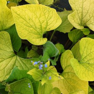Brunnera Diane's Gold, Brunnera macrophylla 'Diane's Gold', Siberian Bugloss Diane's Gold, Heartleaf Brunnera Diane's Gold, False Forget-Me-Not Diane's Gold, blue flowers, spring flowers