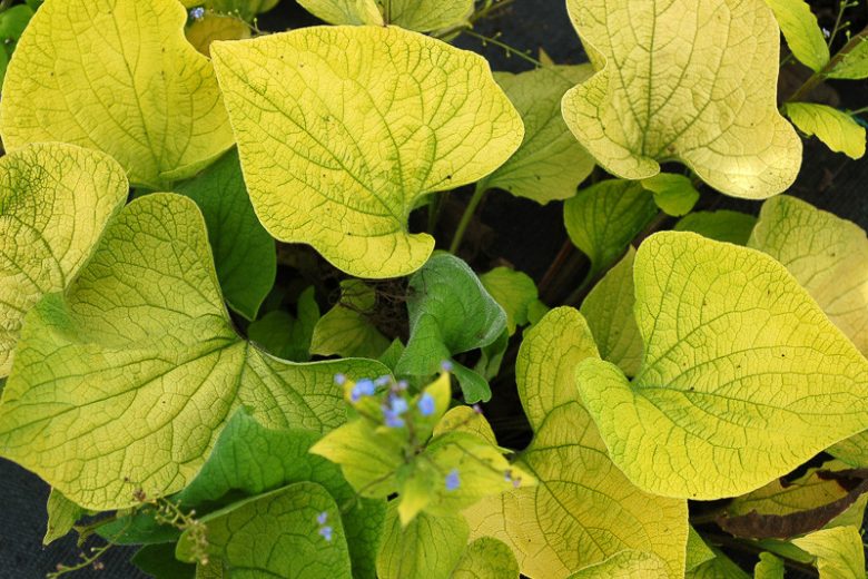Brunnera Diane's Gold, Brunnera macrophylla 'Diane's Gold', Siberian Bugloss Diane's Gold, Heartleaf Brunnera Diane's Gold, False Forget-Me-Not Diane's Gold, blue flowers, spring flowers