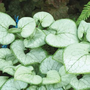 Brunnera Macrophylla 'Looking Glass' , Brunnera 'Looking Glass', Siberian Bugloss 'Looking Glass', Heartleaf Brunnera 'Looking Glass', False Forget-Me-Not 'Looking Glass', blue flowers, spring flowers
