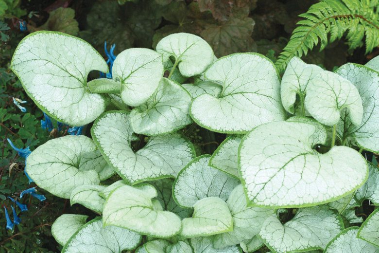Brunnera Macrophylla 'Looking Glass' , Brunnera 'Looking Glass', Siberian Bugloss 'Looking Glass', Heartleaf Brunnera 'Looking Glass', False Forget-Me-Not 'Looking Glass', blue flowers, spring flowers