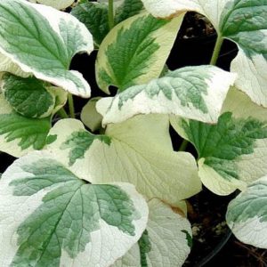 Brunnera Macrophylla 'Variegata' , Brunnera 'Variegata', Siberian Bugloss 'Variegata', Heartleaf Brunnera 'Variegata', False Forget-Me-Not 'Variegata', blue flowers, spring flowers, variegated brunnera