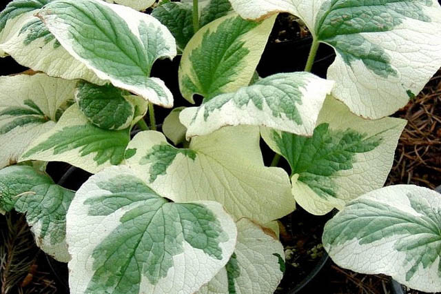 Brunnera Macrophylla 'Variegata' , Brunnera 'Variegata', Siberian Bugloss 'Variegata', Heartleaf Brunnera 'Variegata', False Forget-Me-Not 'Variegata', blue flowers, spring flowers, variegated brunnera