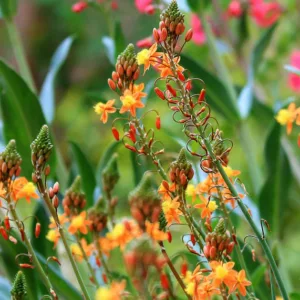 Bulbine frutescens, Stalked Bulbine, Rankkopieva, Bulbine frutescens yellow, Bulbine caulescens, Orange Bulbine, Yellow Flowers, Drought Tolerant Flowers, Water-Wise Flowers
