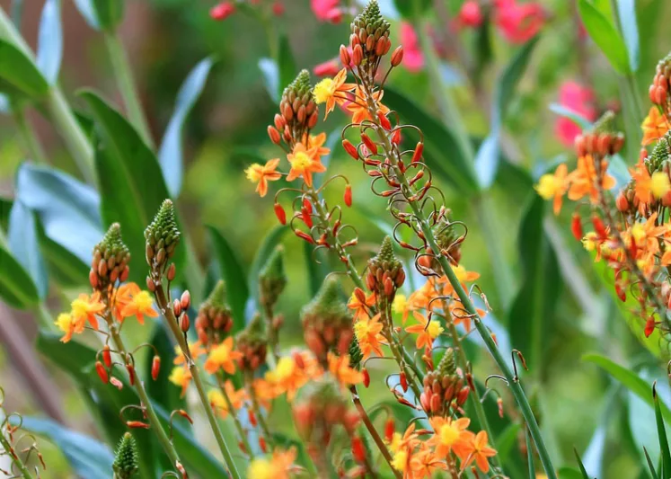 Bulbine frutescens, Stalked Bulbine, Rankkopieva, Bulbine frutescens yellow, Bulbine caulescens, Orange Bulbine, Yellow Flowers, Drought Tolerant Flowers, Water-Wise Flowers