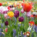 Perennial bulbs, bulbs that come back, bulbs that naturalize, spring bulbs