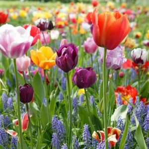 Perennial bulbs, bulbs that come back, bulbs that naturalize, spring bulbs
