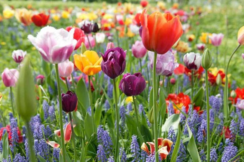 Perennial bulbs, bulbs that come back, bulbs that naturalize, spring bulbs