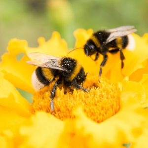 Bumble Bee, Bumble Bees, Bumblebee, Bumblebees, Bombus, Beneficial Insect