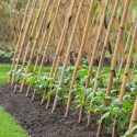 Beans, Green Beans, French Beans, Bush Beans, Pole Beans, Wax Beans, String Beans, Snap Beans