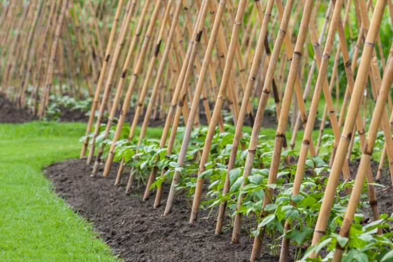 Beans, Green Beans, French Beans, Bush Beans, Pole Beans, Wax Beans, String Beans, Snap Beans