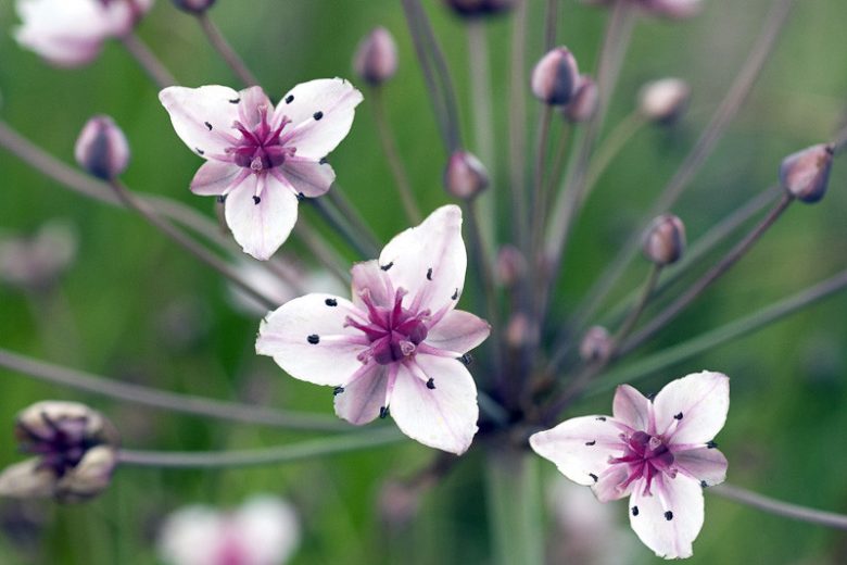 Butomus umbellatus, Flowering Rush, Grassy Rush, Lily Grass, Water Gladiolus, Aquatic Plants