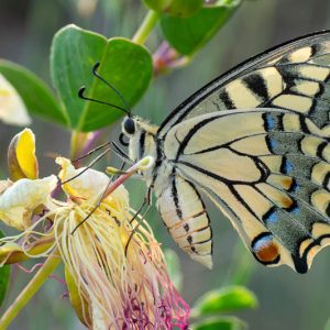 Butterfly, Butterflies, Lepidoptera, Beneficial Insect