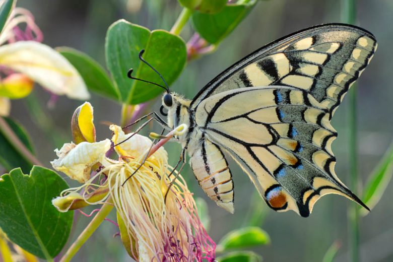 Butterfly, Butterflies, Lepidoptera, Beneficial Insect