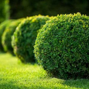 Buxus 'Green Velvet', Boxwood 'Green Velvet', Buxus sinica var. insularis 'Green Velvet', English Boxwood, American Boxwood, Evergreen Shrub, Small Shrub