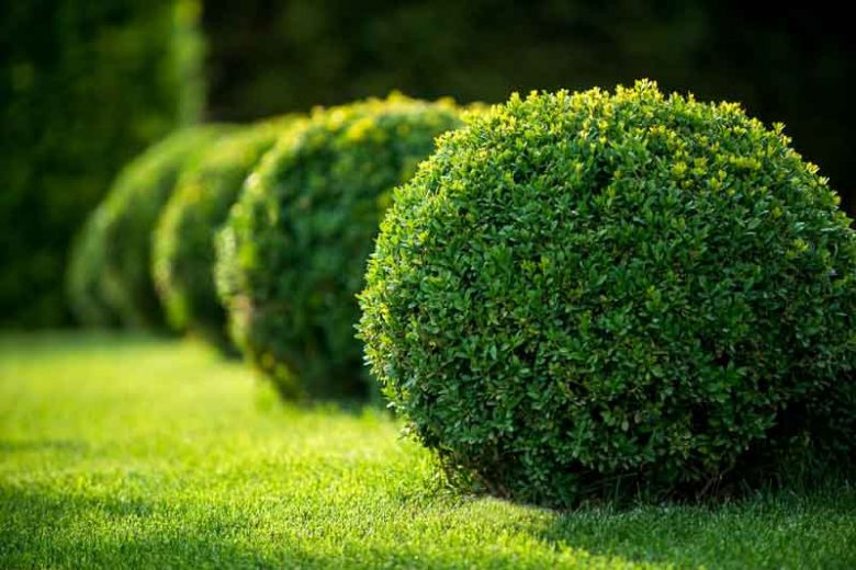 Buxus 'Green Velvet', Boxwood 'Green Velvet', Buxus sinica var. insularis 'Green Velvet', English Boxwood, American Boxwood, Evergreen Shrub, Small Shrub