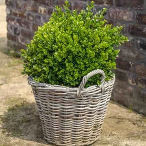 Buxus microphylla 'Faulkner', Small-Leaved Boxwood 'Faulkner', Buxus sempervirens 'Faulkner', English Boxwood, American Boxwood, Evergreen Shrub, Small Shrub
