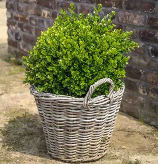 Buxus microphylla 'Faulkner', Small-Leaved Boxwood 'Faulkner', Buxus sempervirens 'Faulkner', English Boxwood, American Boxwood, Evergreen Shrub, Small Shrub