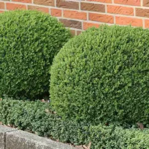 Buxus Sempervirens Blauer Heinz, Boxwood 'Blauer Heinz', Common Boxwood 'Blauer Heinz', English Boxwood 'Blauer Heinz', Evergreen Shrub, Small Shrub
