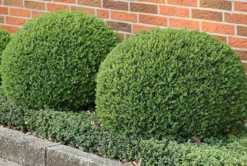 Buxus Sempervirens Blauer Heinz, Boxwood 'Blauer Heinz', Common Boxwood 'Blauer Heinz', English Boxwood 'Blauer Heinz', Evergreen Shrub, Small Shrub