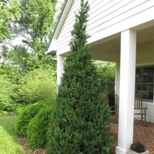 Buxus Sempervirens Dee Runk, Boxwood 'Dee Runk', Boxwood 'Dee Runk', American Boxwood 'Dee Runk', Evergreen Shrub, Small Shrub