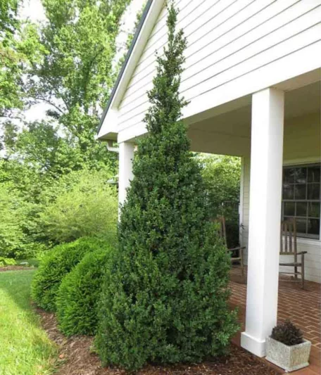 Buxus Sempervirens Dee Runk, Boxwood 'Dee Runk', Boxwood 'Dee Runk', American Boxwood 'Dee Runk', Evergreen Shrub, Small Shrub