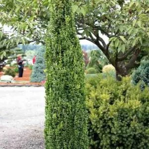 Buxus Sempervirens Graham Blandy, Boxwood 'Graham Blandy', Boxwood 'Graham Blandy', American Boxwood 'Graham Blandy', Evergreen Shrub, Small Shrub