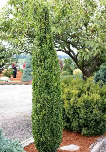 Buxus Sempervirens Graham Blandy, Boxwood 'Graham Blandy', Boxwood 'Graham Blandy', American Boxwood 'Graham Blandy', Evergreen Shrub, Small Shrub