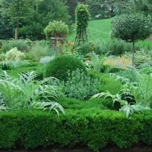Buxus sinica var. insularis 'Justin Brouwers', Korean Boxwood 'Justin Brouwers', English Boxwood, American Boxwood, Evergreen Shrub, Small Shrub