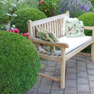 Buxus sinica var. insularis 'Wintergreen', Korean Boxwood 'Wintergreen', English Boxwood, American Boxwood, Evergreen Shrub, Small Shrub