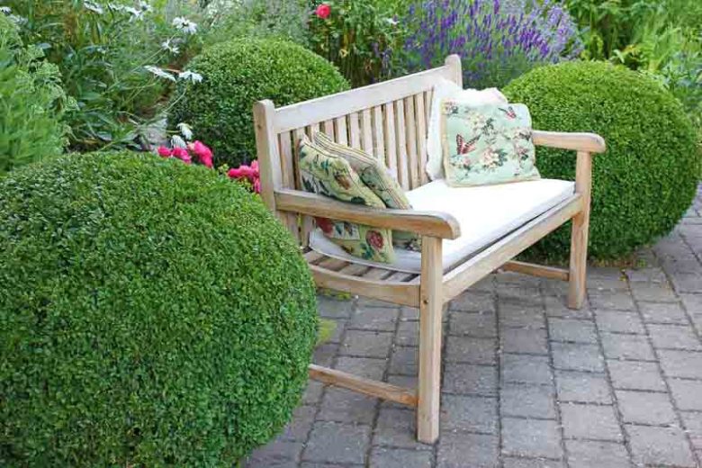 Buxus sinica var. insularis 'Wintergreen', Korean Boxwood 'Wintergreen', English Boxwood, American Boxwood, Evergreen Shrub, Small Shrub