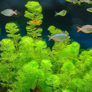Cabomba caroliniana,Carolina Fanwort, Green Cabomba, Fish-grass, Washington-grass, Carolina Watershield, Washington-plant, Submerged Plant, Aquatic Plant, Pond Plant