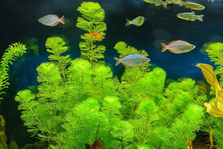 Cabomba caroliniana,Carolina Fanwort, Green Cabomba, Fish-grass, Washington-grass, Carolina Watershield, Washington-plant, Submerged Plant, Aquatic Plant, Pond Plant