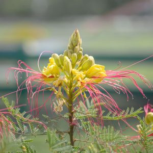 Caesalpinia gilliesii, Poinciana, Bird of Paradise Bush, Desert Bird of Paradise, Yellow Bird of Paradise, Poinciana gilliesii, Bird of Paradise Shrub, Yellow Bird of Paradise Shrub, Desert Bird of Paradise Shrub