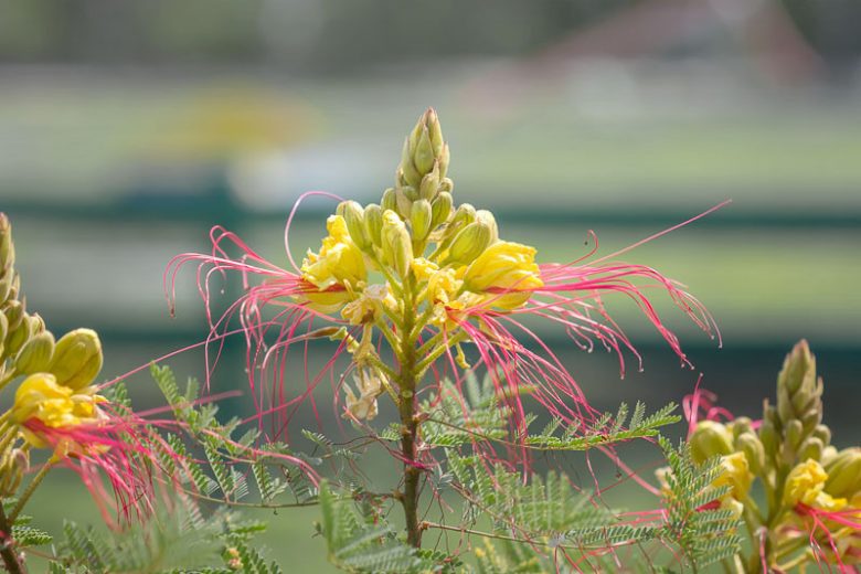 Caesalpinia gilliesii, Poinciana, Bird of Paradise Bush, Desert Bird of Paradise, Yellow Bird of Paradise, Poinciana gilliesii, Bird of Paradise Shrub, Yellow Bird of Paradise Shrub, Desert Bird of Paradise Shrub
