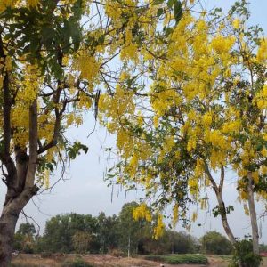 Caesalpinia mexicana, Mexican Bird of Paradise, Mexican Caesalpinia, Mexican Poinciana, Tabachín del Monte, Bird of Paradise Shrub, Yellow Bird of Paradise Shrub, Desert Bird of Paradise Shrub