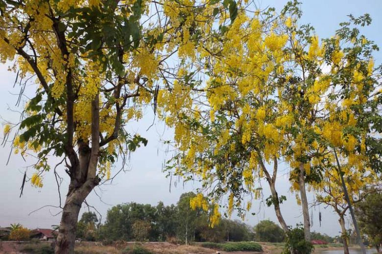 Caesalpinia mexicana, Mexican Bird of Paradise, Mexican Caesalpinia, Mexican Poinciana, Tabachín del Monte, Bird of Paradise Shrub, Yellow Bird of Paradise Shrub, Desert Bird of Paradise Shrub