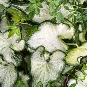 Caladium 'Aaron', Angel Wings 'Aaron', Aaron Caladium, Shade Plant, White leaves, White Foliage,Fancy Caladium, Fancy-Leafed Caladium